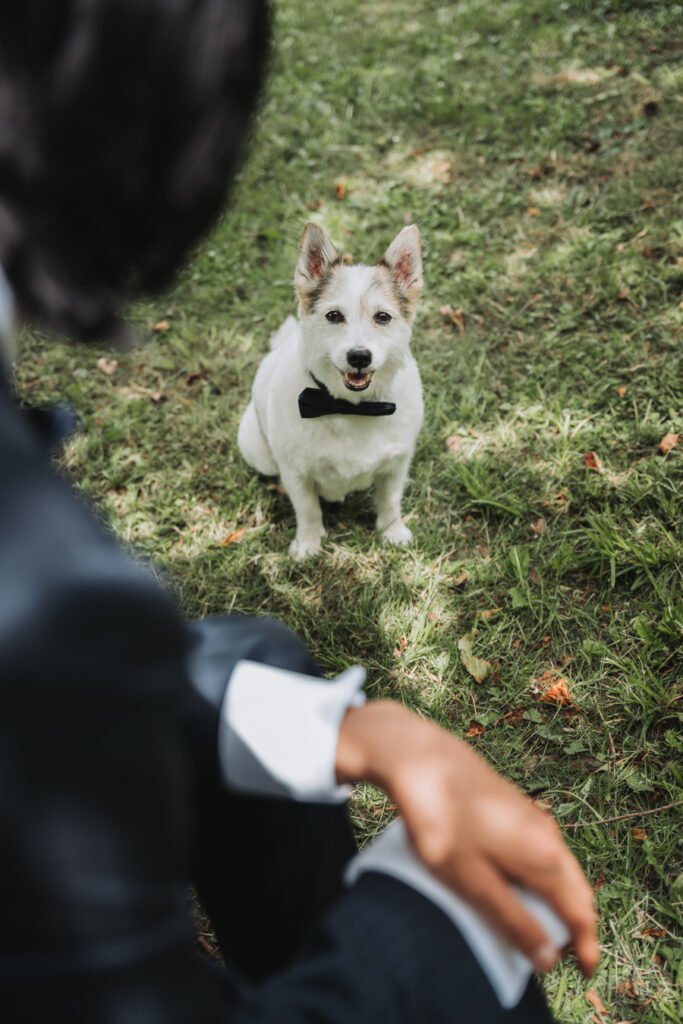 dog in the hidden garden maze by Lost Music Hall destination wedding photographer.